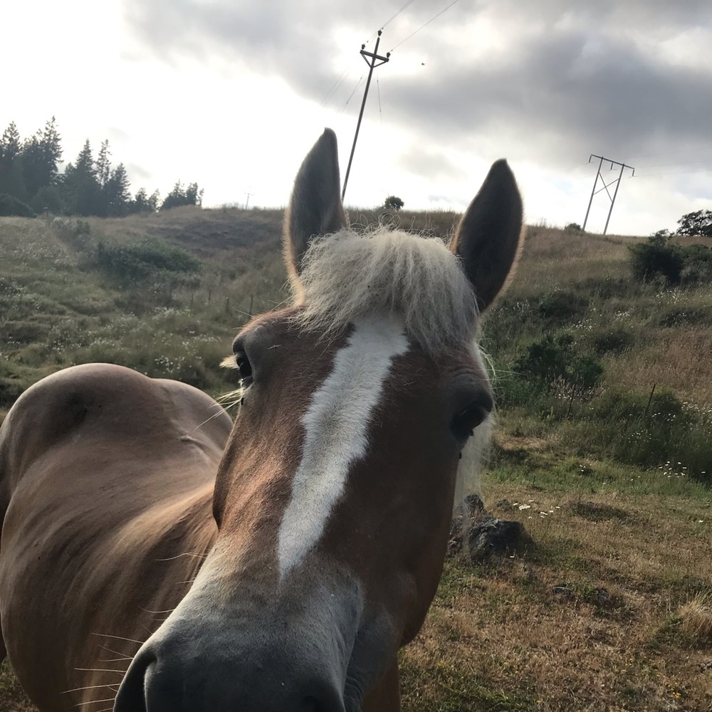 Meet your Posher, Eden
